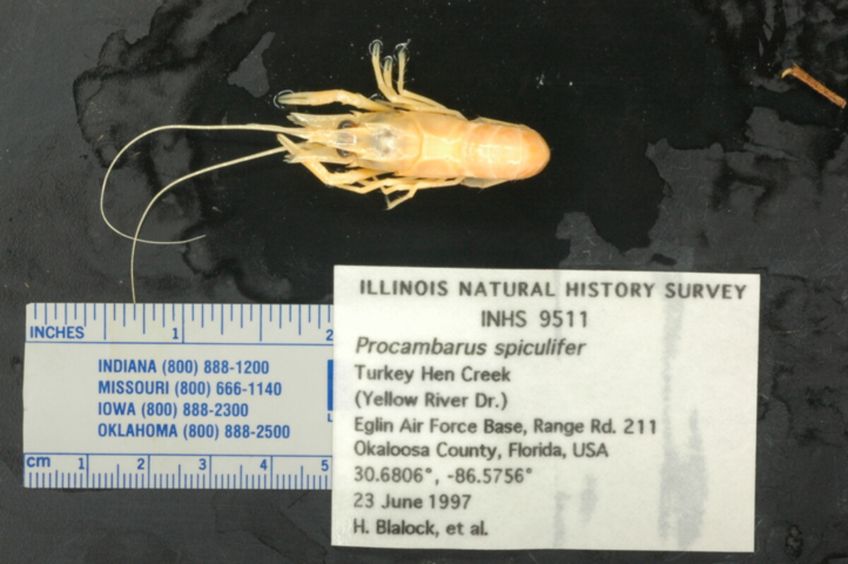 Procambarus spiculifer image